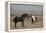 USA, Wyoming. Wild horses greeting each other.-Jaynes Gallery-Framed Premier Image Canvas