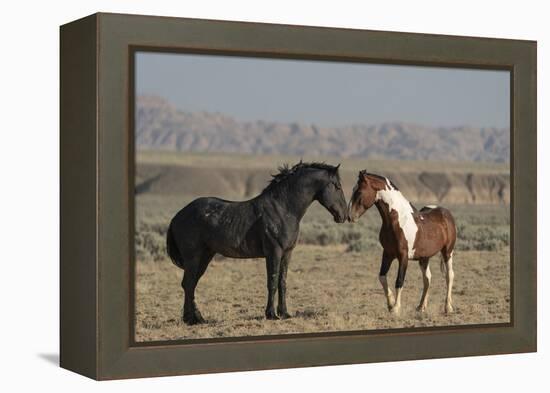 USA, Wyoming. Wild horses greeting each other.-Jaynes Gallery-Framed Premier Image Canvas