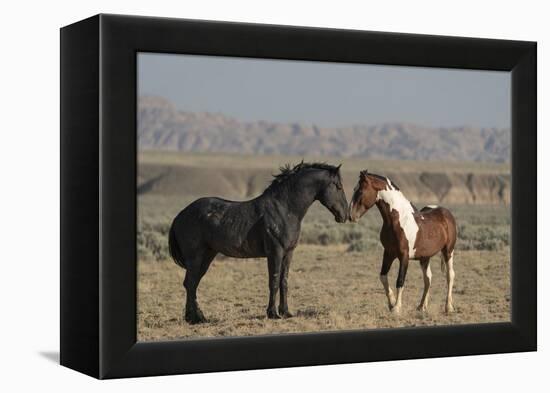 USA, Wyoming. Wild horses greeting each other.-Jaynes Gallery-Framed Premier Image Canvas