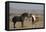 USA, Wyoming. Wild horses greeting each other.-Jaynes Gallery-Framed Premier Image Canvas