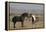 USA, Wyoming. Wild horses greeting each other.-Jaynes Gallery-Framed Premier Image Canvas