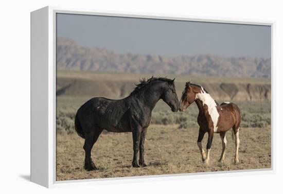 USA, Wyoming. Wild horses greeting each other.-Jaynes Gallery-Framed Premier Image Canvas