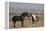 USA, Wyoming. Wild horses greeting each other.-Jaynes Gallery-Framed Premier Image Canvas