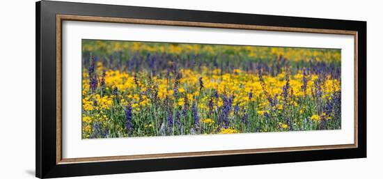 USA, Wyoming. Wildflowers, Grand Teton National Park.-Judith Zimmerman-Framed Photographic Print