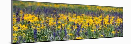 USA, Wyoming. Wildflowers, Grand Teton National Park.-Judith Zimmerman-Mounted Photographic Print