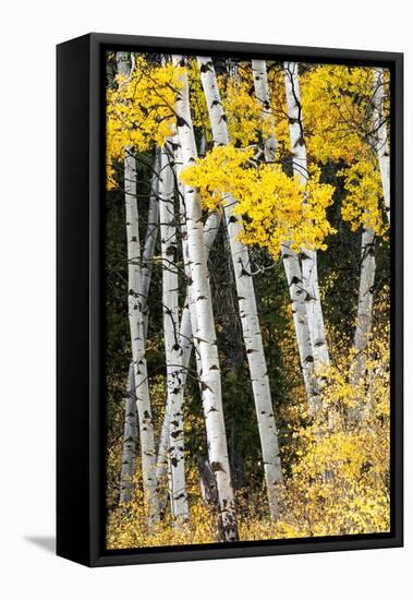 USA, Wyoming. Yellow aspen, Grand Teton National Park.-Judith Zimmerman-Framed Premier Image Canvas