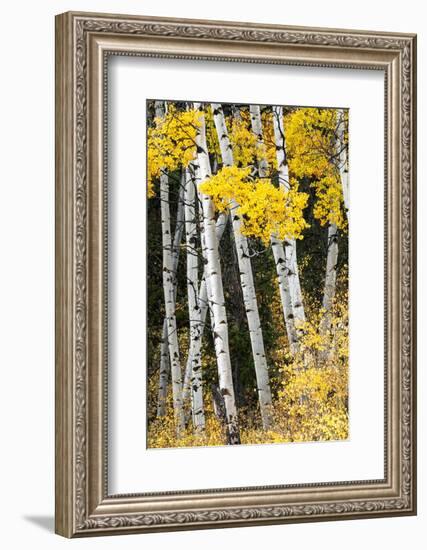 USA, Wyoming. Yellow aspen, Grand Teton National Park.-Judith Zimmerman-Framed Photographic Print