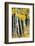 USA, Wyoming. Yellow aspen, Grand Teton National Park.-Judith Zimmerman-Framed Photographic Print