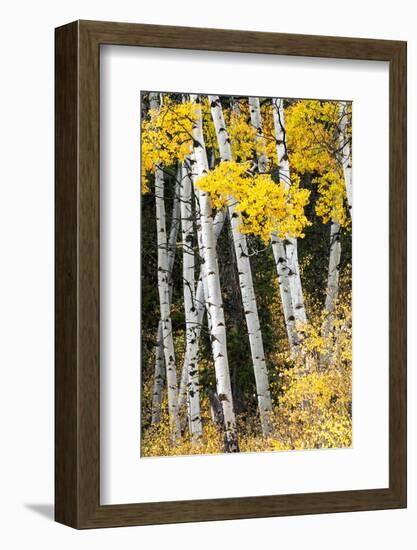 USA, Wyoming. Yellow aspen, Grand Teton National Park.-Judith Zimmerman-Framed Photographic Print