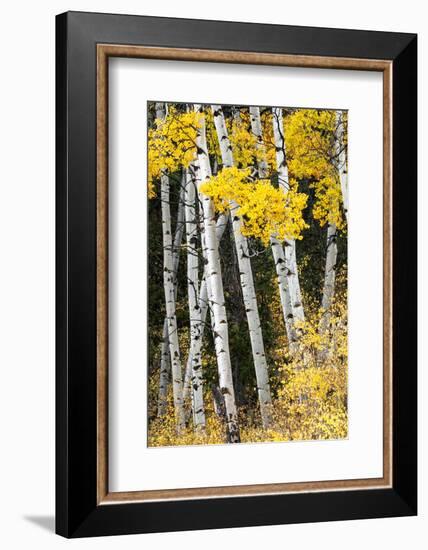 USA, Wyoming. Yellow aspen, Grand Teton National Park.-Judith Zimmerman-Framed Photographic Print