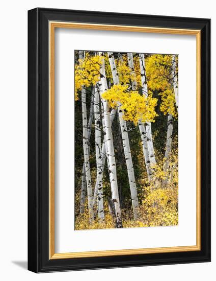 USA, Wyoming. Yellow aspen, Grand Teton National Park.-Judith Zimmerman-Framed Photographic Print