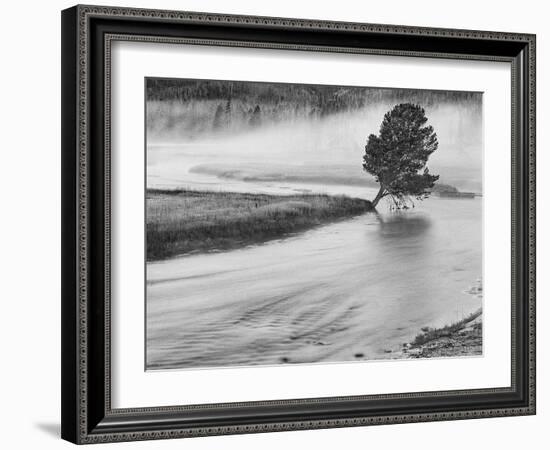 USA, Wyoming, Yellowstone, Firehole River and Tree-John Ford-Framed Photographic Print