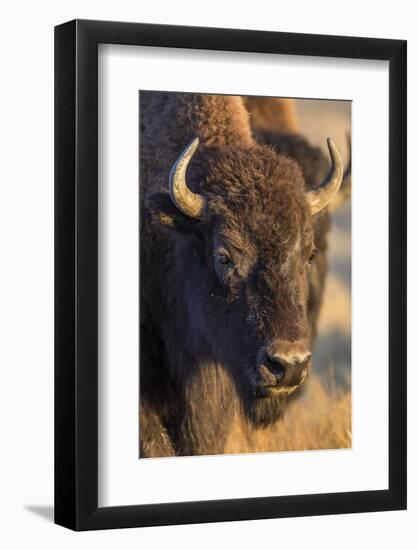 USA, Wyoming, Yellowstone National Park, a cow bison.-Elizabeth Boehm-Framed Photographic Print