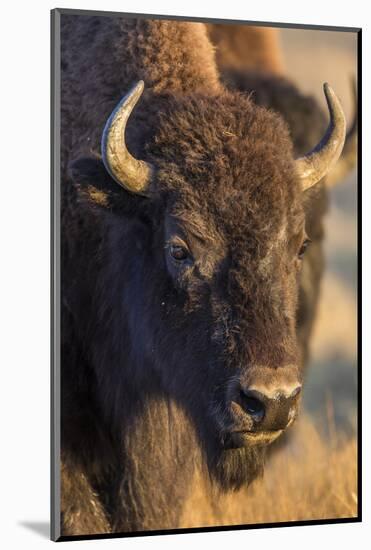 USA, Wyoming, Yellowstone National Park, a cow bison.-Elizabeth Boehm-Mounted Photographic Print