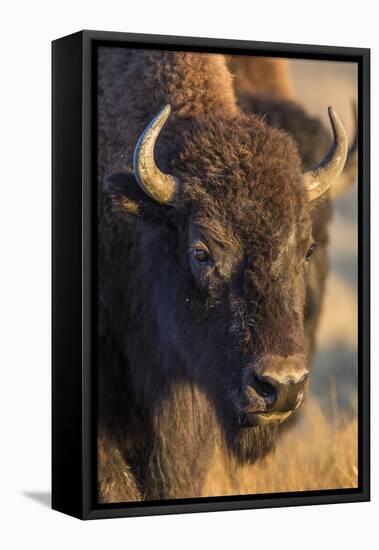 USA, Wyoming, Yellowstone National Park, a cow bison.-Elizabeth Boehm-Framed Premier Image Canvas