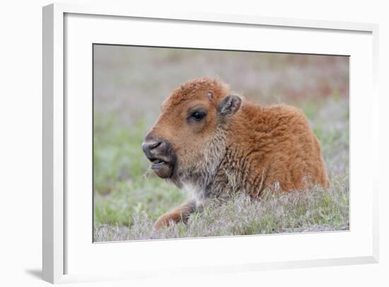 USA, Wyoming, Yellowstone National Park, Bison Calf Resting and Chewing Grasses-Elizabeth Boehm-Framed Photographic Print