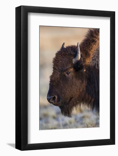 USA, Wyoming. Yellowstone National Park, bison cow at Fountain Flats in autumn-Elizabeth Boehm-Framed Photographic Print