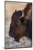 USA, Wyoming. Yellowstone National Park, bison cow at Fountain Flats in autumn-Elizabeth Boehm-Mounted Photographic Print