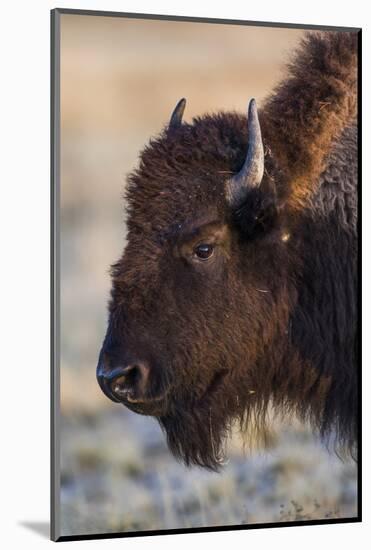 USA, Wyoming. Yellowstone National Park, bison cow at Fountain Flats in autumn-Elizabeth Boehm-Mounted Photographic Print