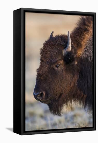 USA, Wyoming. Yellowstone National Park, bison cow at Fountain Flats in autumn-Elizabeth Boehm-Framed Premier Image Canvas