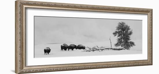 USA, Wyoming, Yellowstone National Park. Bison herd in snow.-Cindy Miller Hopkins-Framed Photographic Print