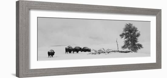 USA, Wyoming, Yellowstone National Park. Bison herd in snow.-Cindy Miller Hopkins-Framed Photographic Print