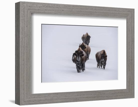 USA, Wyoming, Yellowstone National Park. Bison herd in the snow-Cindy Miller Hopkins-Framed Photographic Print