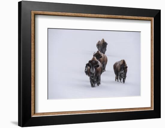 USA, Wyoming, Yellowstone National Park. Bison herd in the snow-Cindy Miller Hopkins-Framed Photographic Print