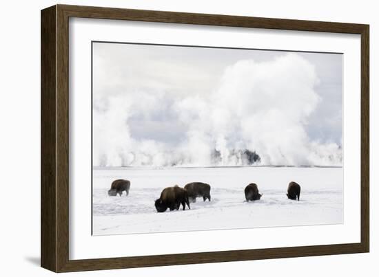 Usa, Wyoming, Yellowstone National Park. Bison in winter snow pack.-Ellen Goff-Framed Photographic Print