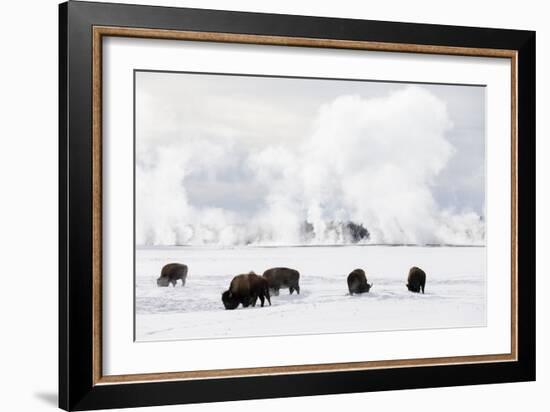 Usa, Wyoming, Yellowstone National Park. Bison in winter snow pack.-Ellen Goff-Framed Photographic Print