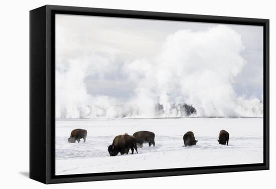 Usa, Wyoming, Yellowstone National Park. Bison in winter snow pack.-Ellen Goff-Framed Premier Image Canvas