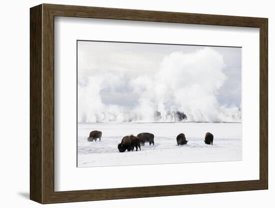 Usa, Wyoming, Yellowstone National Park. Bison in winter snow pack.-Ellen Goff-Framed Photographic Print