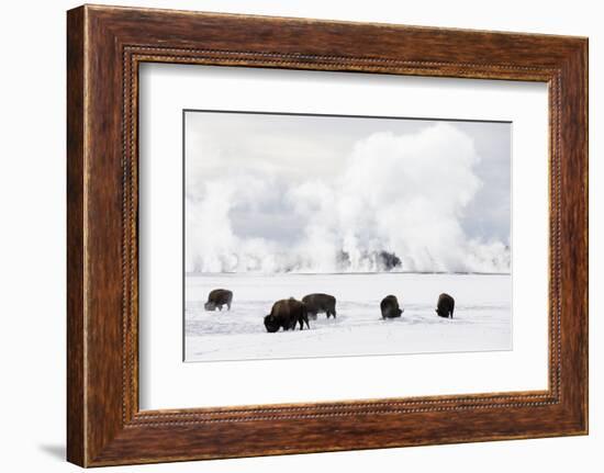 Usa, Wyoming, Yellowstone National Park. Bison in winter snow pack.-Ellen Goff-Framed Photographic Print