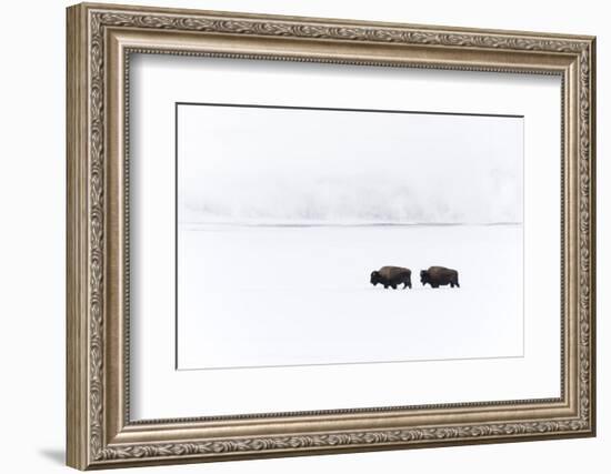 Usa, Wyoming, Yellowstone National Park. Bison moving through the deep snow-Ellen Goff-Framed Photographic Print