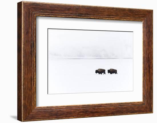 Usa, Wyoming, Yellowstone National Park. Bison moving through the deep snow-Ellen Goff-Framed Photographic Print