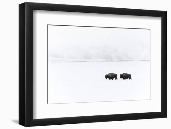 Usa, Wyoming, Yellowstone National Park. Bison moving through the deep snow-Ellen Goff-Framed Photographic Print