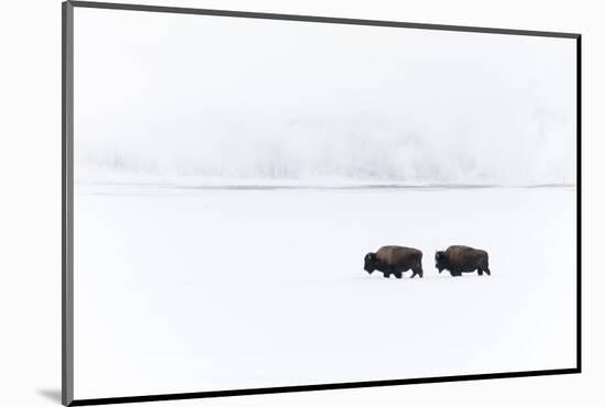 Usa, Wyoming, Yellowstone National Park. Bison moving through the deep snow-Ellen Goff-Mounted Photographic Print