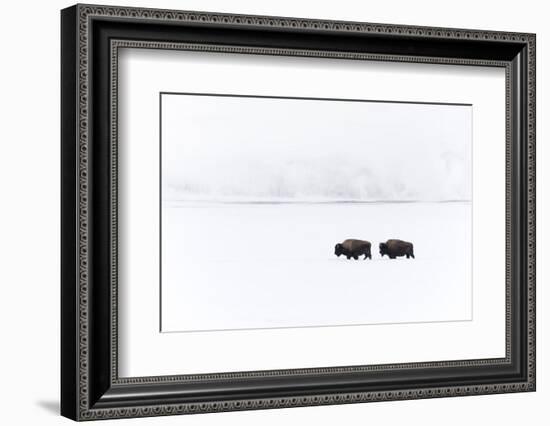 Usa, Wyoming, Yellowstone National Park. Bison moving through the deep snow-Ellen Goff-Framed Photographic Print