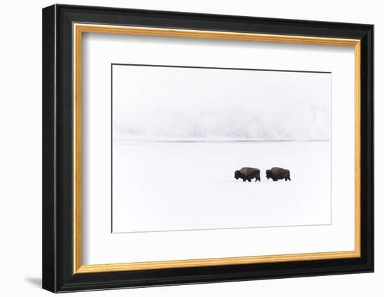 Usa, Wyoming, Yellowstone National Park. Bison moving through the deep snow-Ellen Goff-Framed Photographic Print