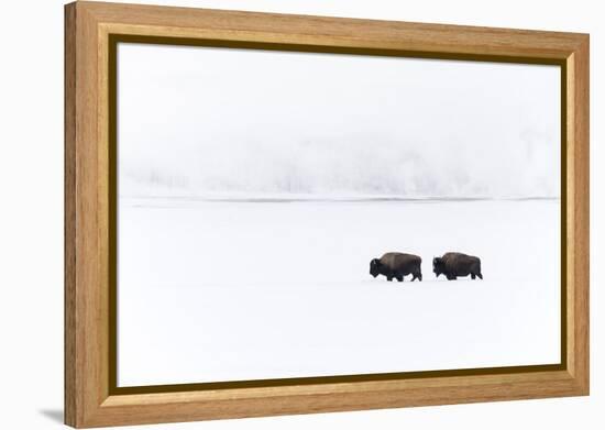 Usa, Wyoming, Yellowstone National Park. Bison moving through the deep snow-Ellen Goff-Framed Premier Image Canvas