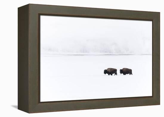 Usa, Wyoming, Yellowstone National Park. Bison moving through the deep snow-Ellen Goff-Framed Premier Image Canvas