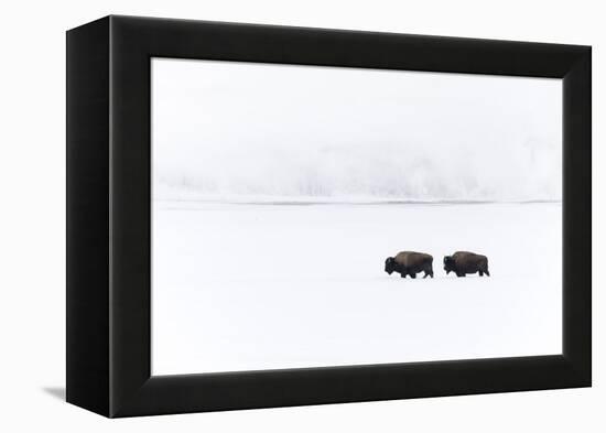 Usa, Wyoming, Yellowstone National Park. Bison moving through the deep snow-Ellen Goff-Framed Premier Image Canvas