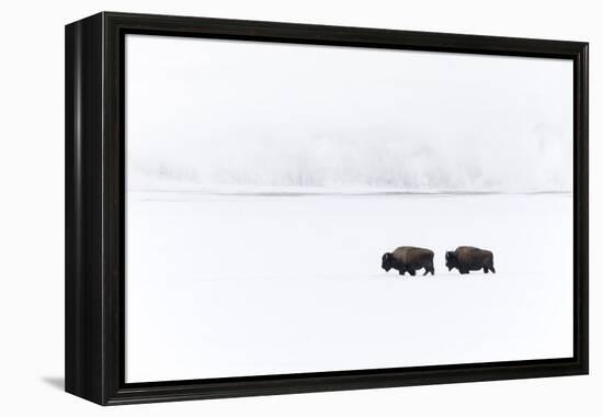 Usa, Wyoming, Yellowstone National Park. Bison moving through the deep snow-Ellen Goff-Framed Premier Image Canvas