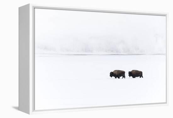 Usa, Wyoming, Yellowstone National Park. Bison moving through the deep snow-Ellen Goff-Framed Premier Image Canvas