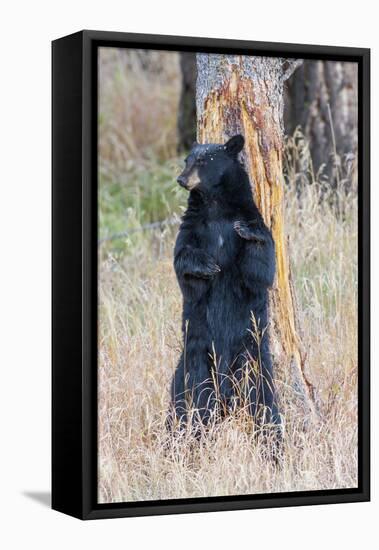 USA, Wyoming, Yellowstone National Park, Black Bear Scratching on Lodge Pole Pine-Elizabeth Boehm-Framed Premier Image Canvas