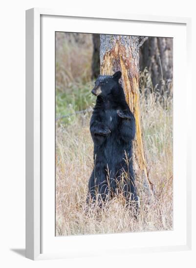 USA, Wyoming, Yellowstone National Park, Black Bear Scratching on Lodge Pole Pine-Elizabeth Boehm-Framed Photographic Print
