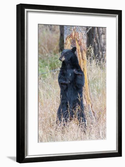 USA, Wyoming, Yellowstone National Park, Black Bear Scratching on Lodge Pole Pine-Elizabeth Boehm-Framed Photographic Print