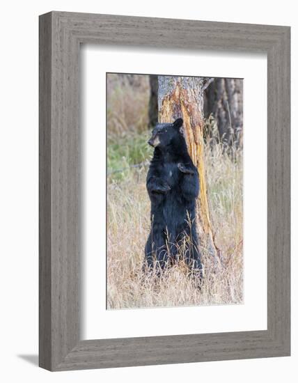 USA, Wyoming, Yellowstone National Park, Black Bear Scratching on Lodge Pole Pine-Elizabeth Boehm-Framed Photographic Print