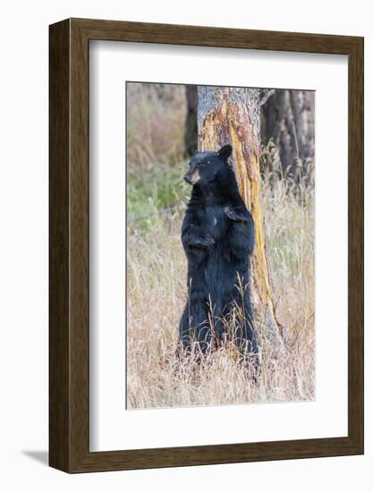 USA, Wyoming, Yellowstone National Park, Black Bear Scratching on Lodge Pole Pine-Elizabeth Boehm-Framed Photographic Print