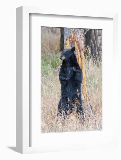 USA, Wyoming, Yellowstone National Park, Black Bear Scratching on Lodge Pole Pine-Elizabeth Boehm-Framed Photographic Print